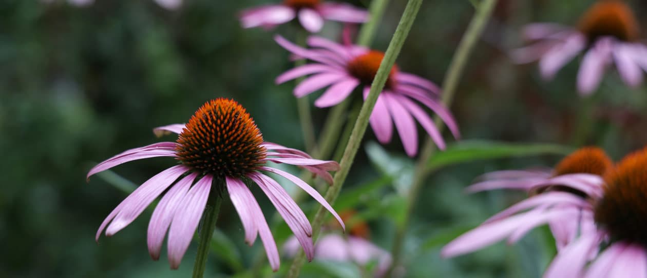 Echinacea purple cone flower