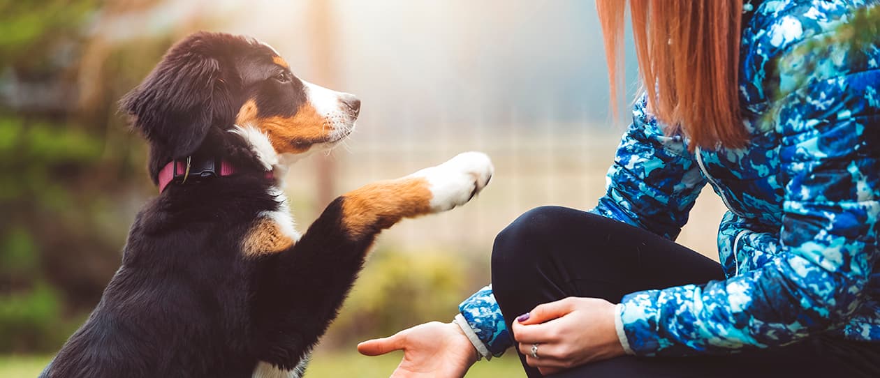 PAWAcademy_Homepage Banner (02)