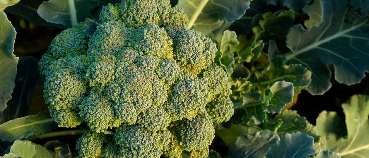For the love of broccoli 1260x542