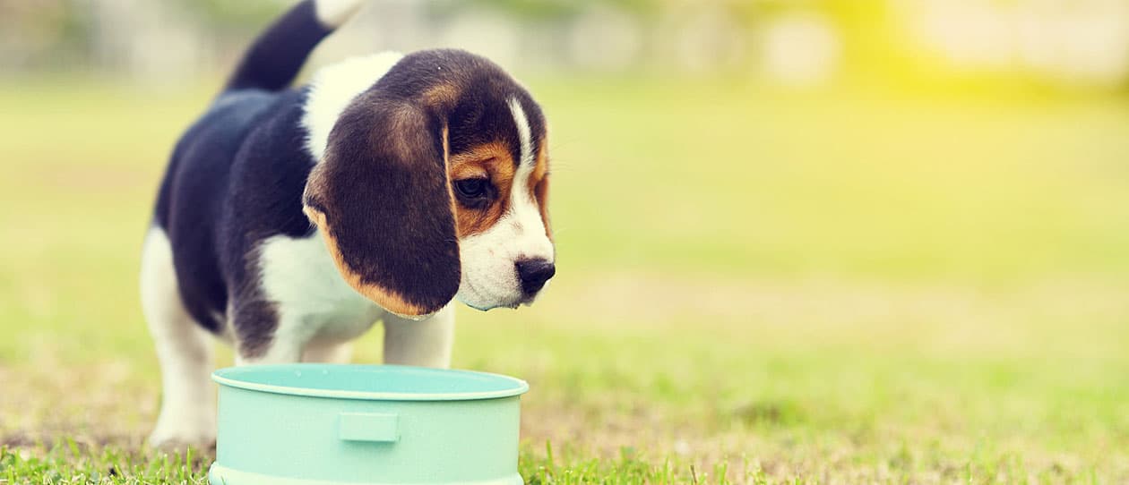 Puppy eating from dog bowl | PAW by Blackmores