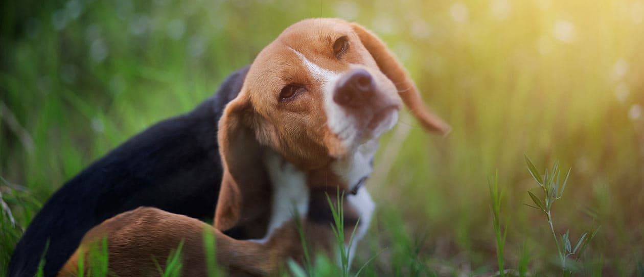 Beagle itching | PAW by Blackmores