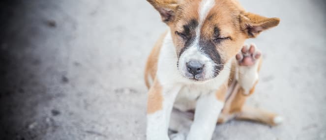 Puppy dog scratching ears