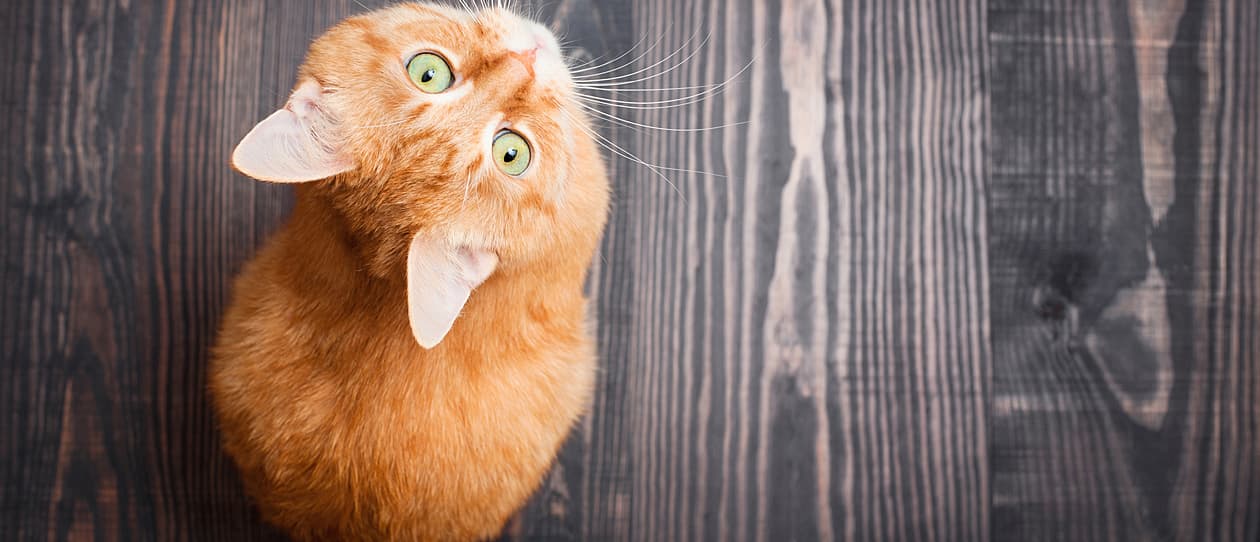 5-reasons-your-cat-is-always-starving-main