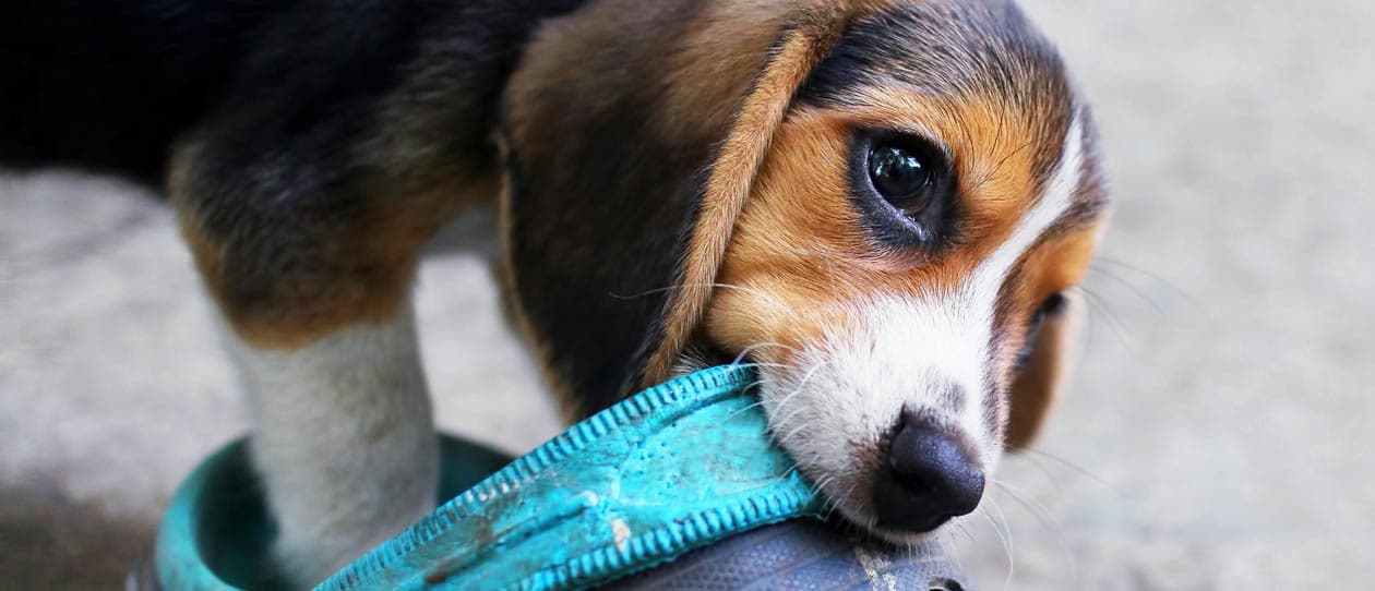 Cute puppy chewing a shoe