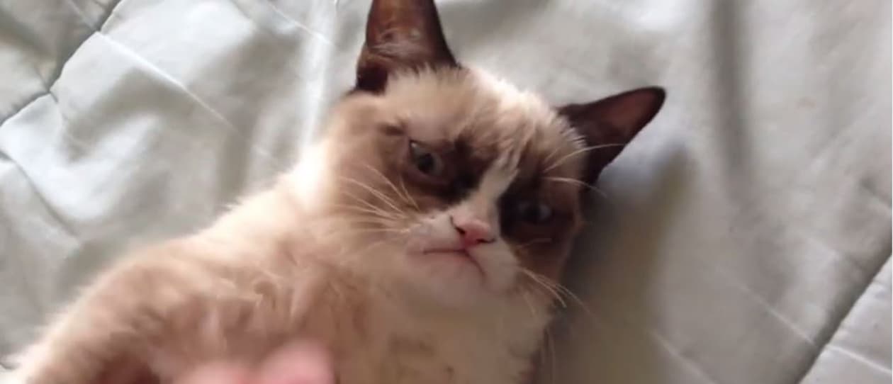 angry catV2 main
