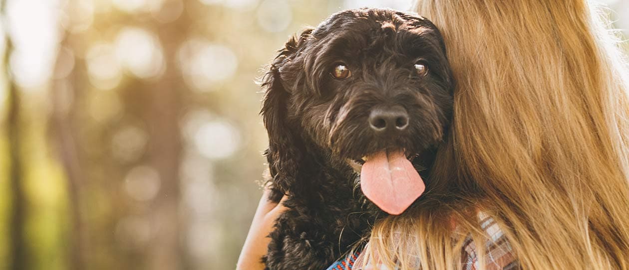 Antibiotics and probiotics in dogs  | Blackmores