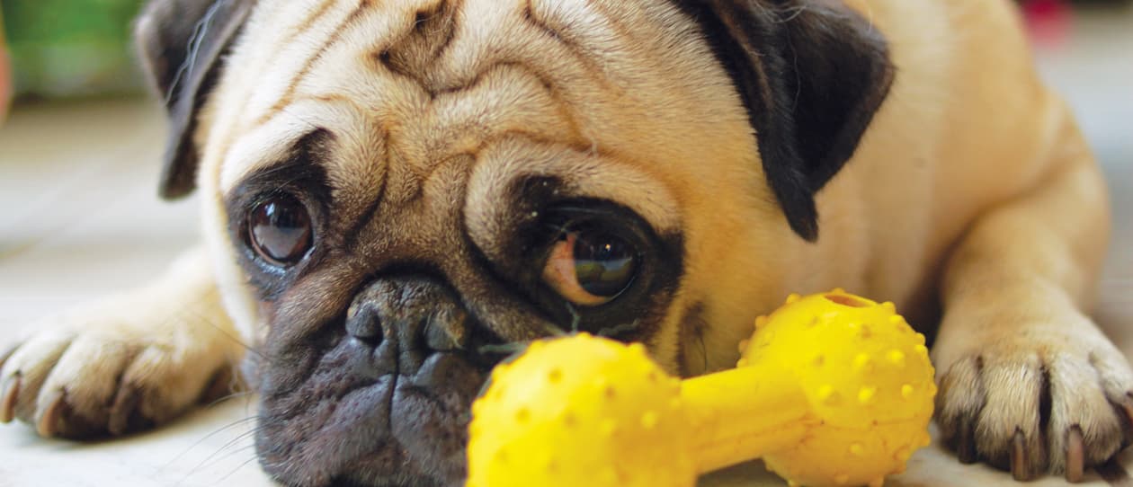 Anxiety in our pets
