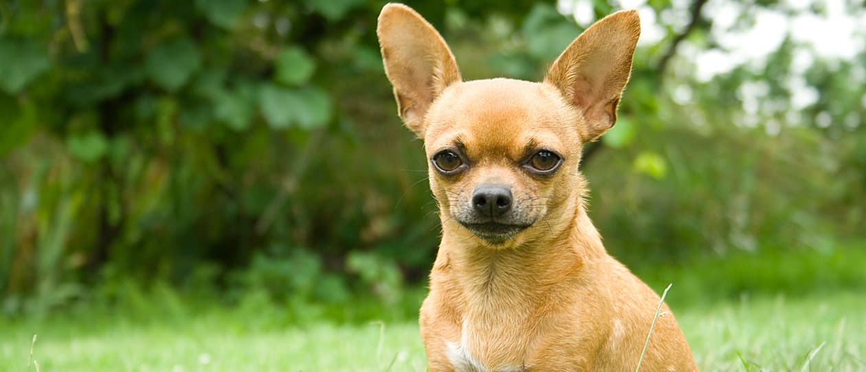 breed-of-the-month-Chiwawa-main