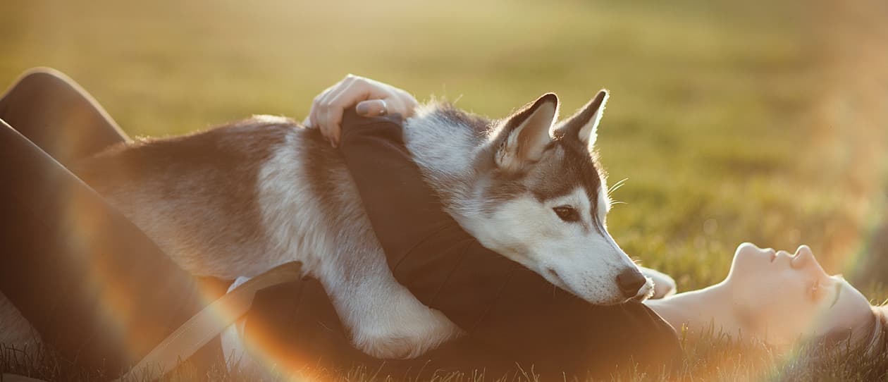 Breed of the month - Huskies