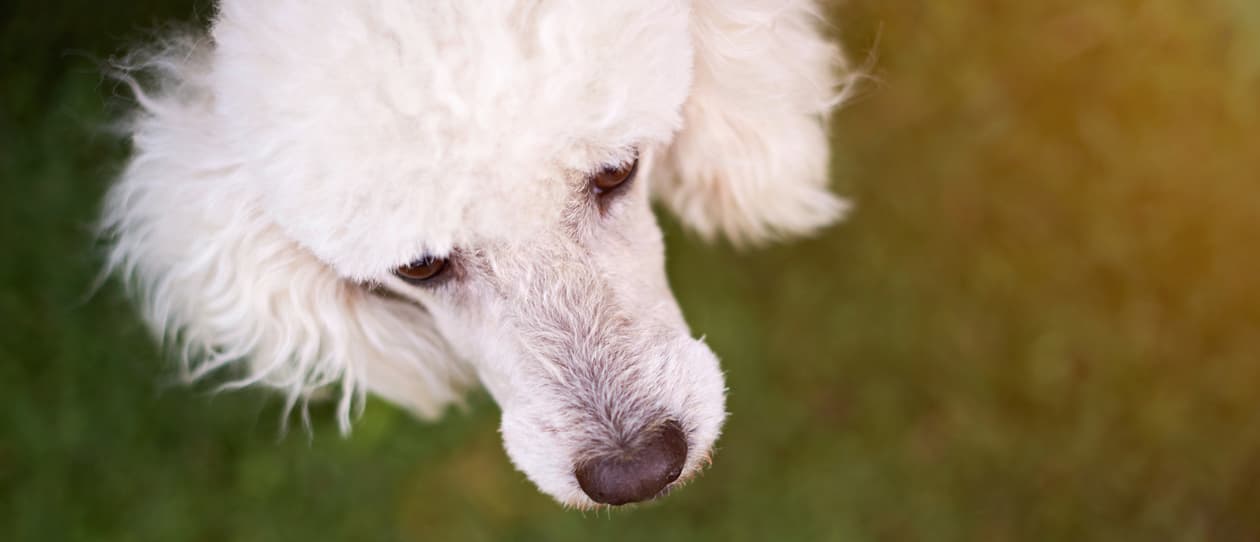 breed-of-the-month-july-poodle-main
