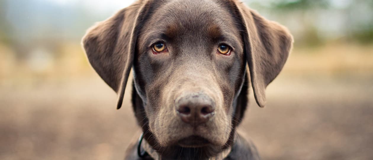 breed-of-the-month-labrador-main