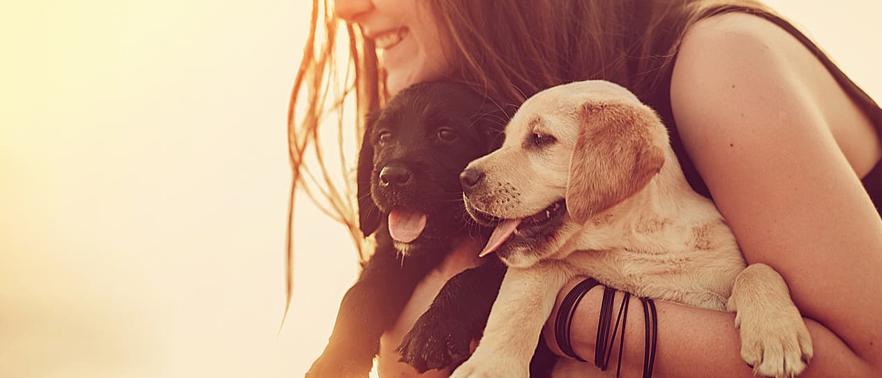 can-probiotics-help-your-dog-main