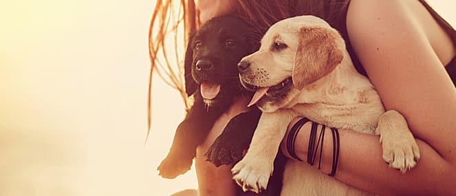 can-probiotics-help-your-dog-thumb