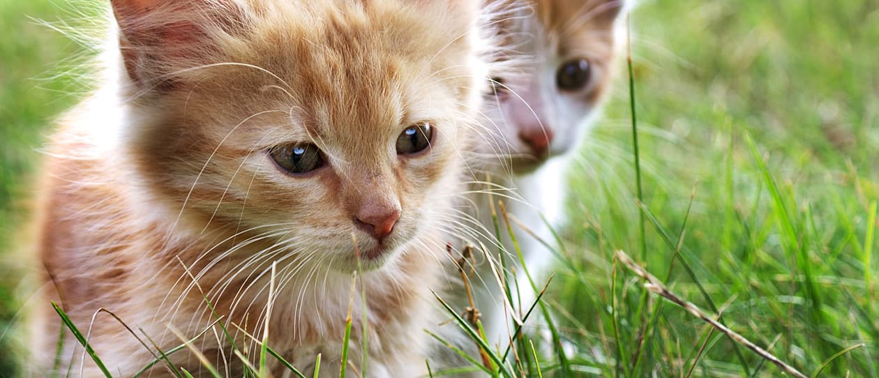 care-for-your-rescue-kitty-main