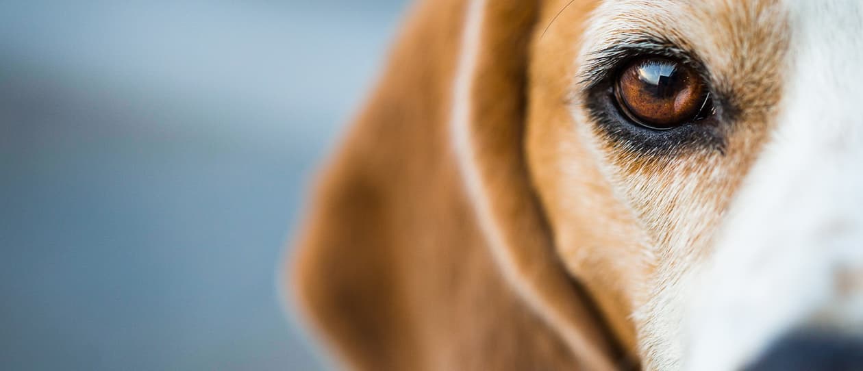 caring-for-older-pets-2017-main