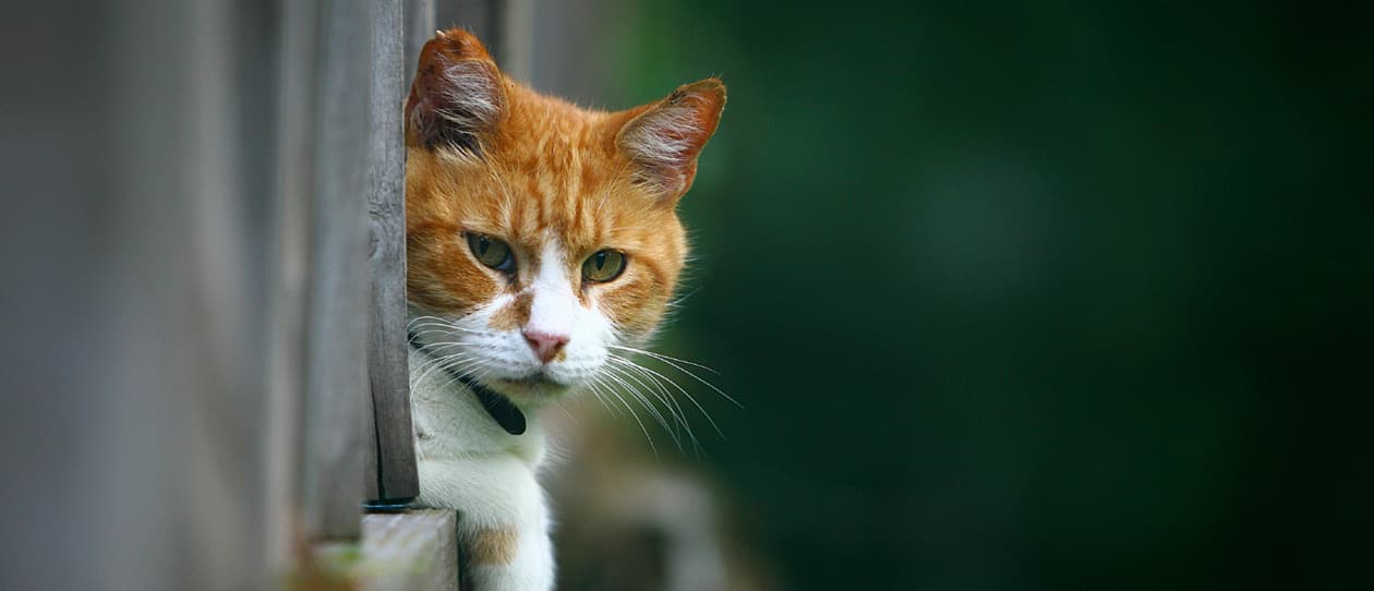 caring-older-cats-main
