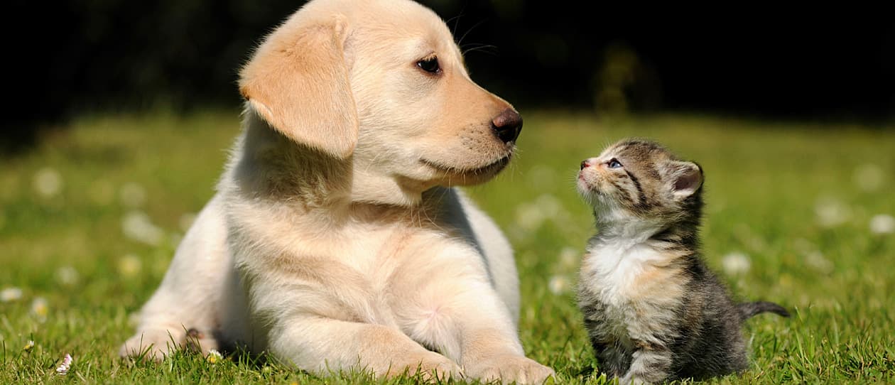 cats-better-than-dogs-main