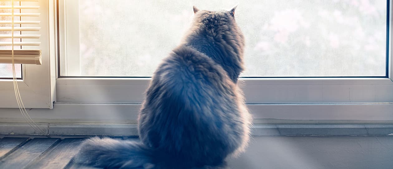 cats-get-arthritis-too-pawbyblackmores-hero