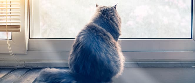 cats-get-arthritis-too-thumb