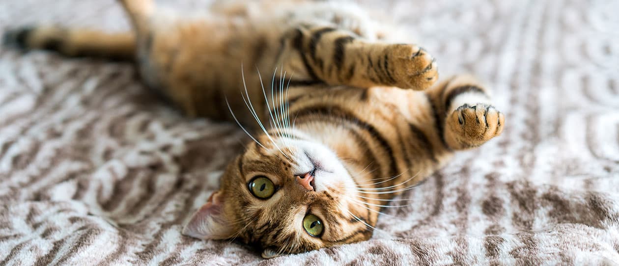 cats-that-dont-shed-for-people-sensitive-to-hair1260x542