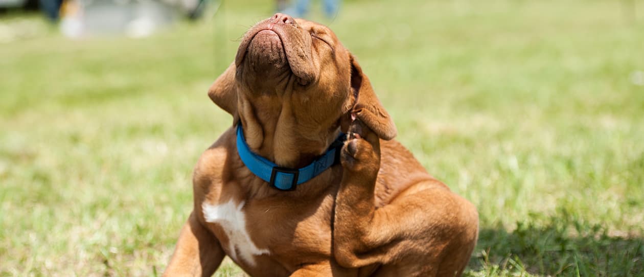 ceramides-itchy-dog-main