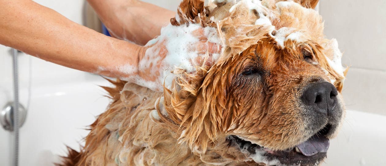 Dog being washed | PAW by Blackmores