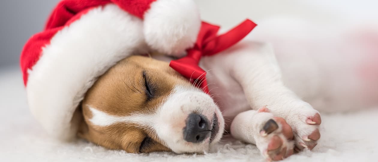 clever-canine-gift-ideas-main