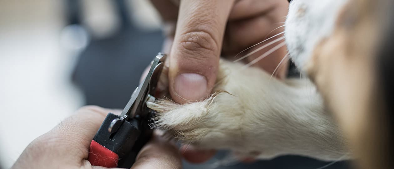 man cutting dog's nail