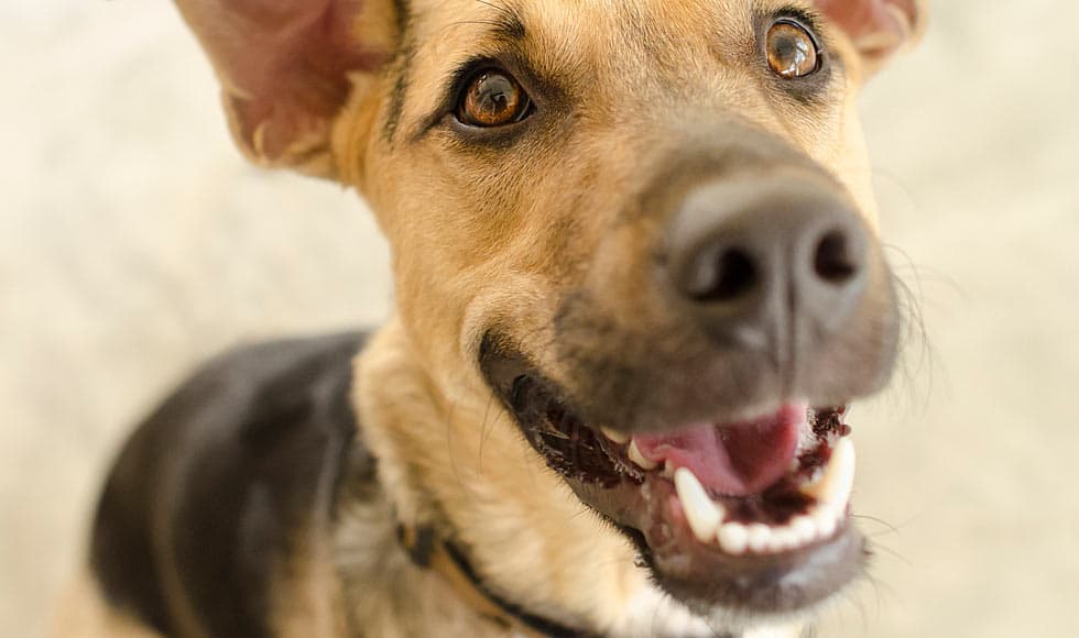 Close up of a bulldog showing his teeth - Blackmores
