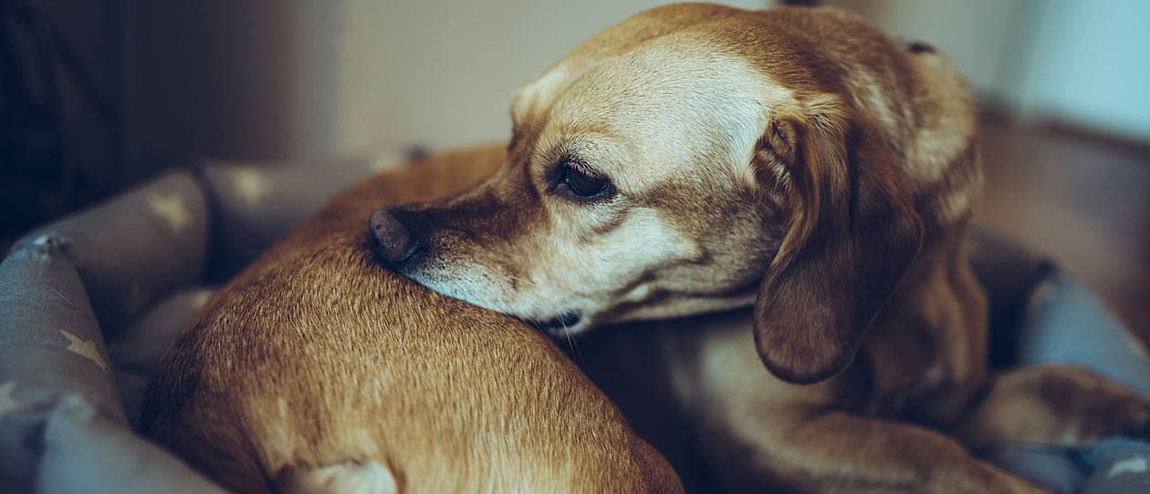 A Dachshund dog itching