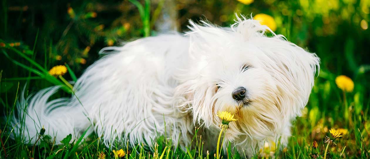 Dog Allergies – What is Your Dog Allergic To? | PAW by Blackmores