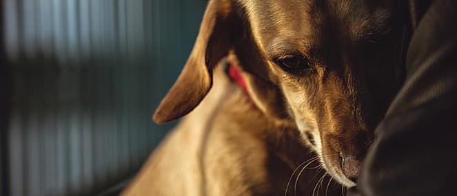 Anxious looking dog with owner