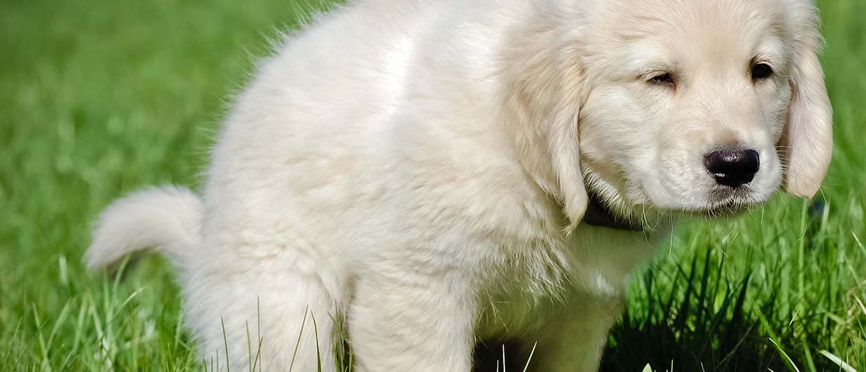 dog-constipation-main