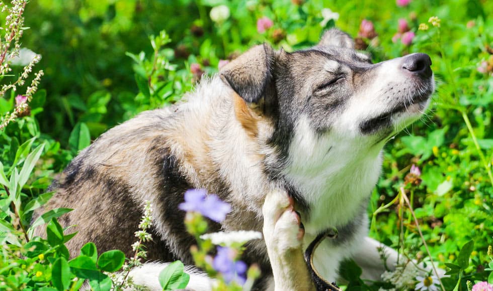 dog scratching - dog rash