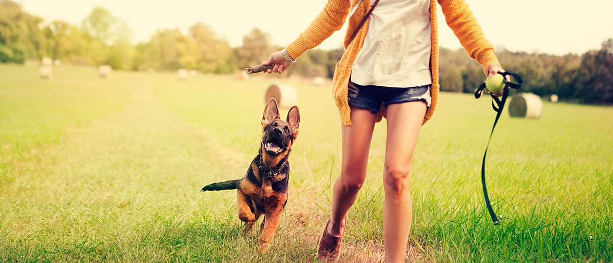 Do's and don'ts of dog parks