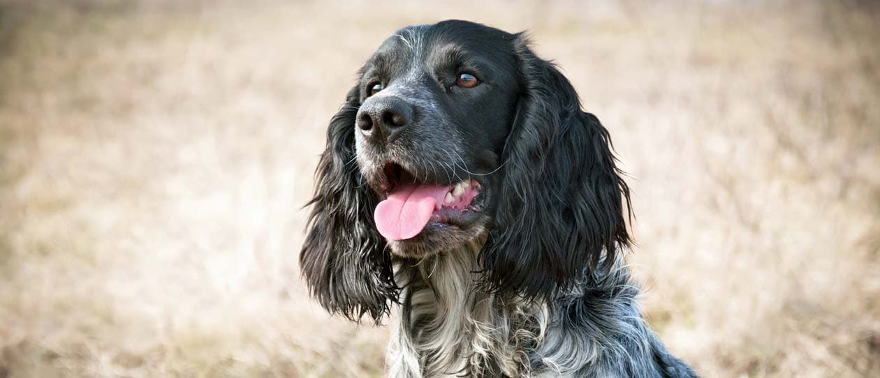 How to tell if your dog has an ear infection