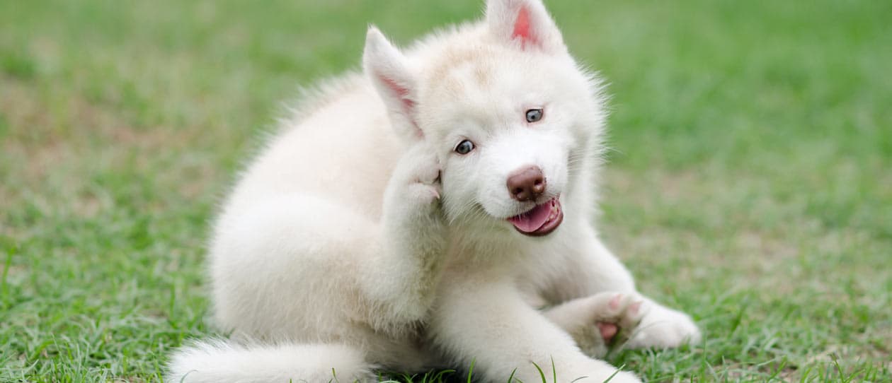 Ear mites in dogs