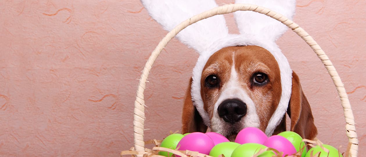 easterandpetsmain