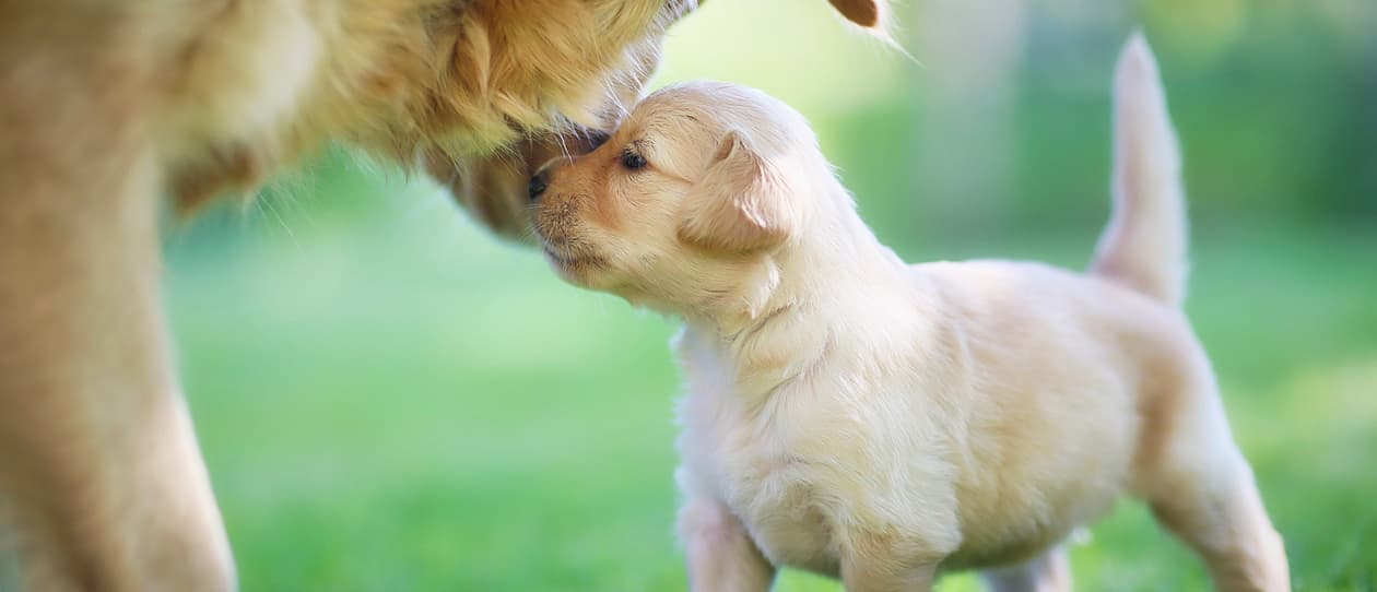 From little dogs big dogs grow main