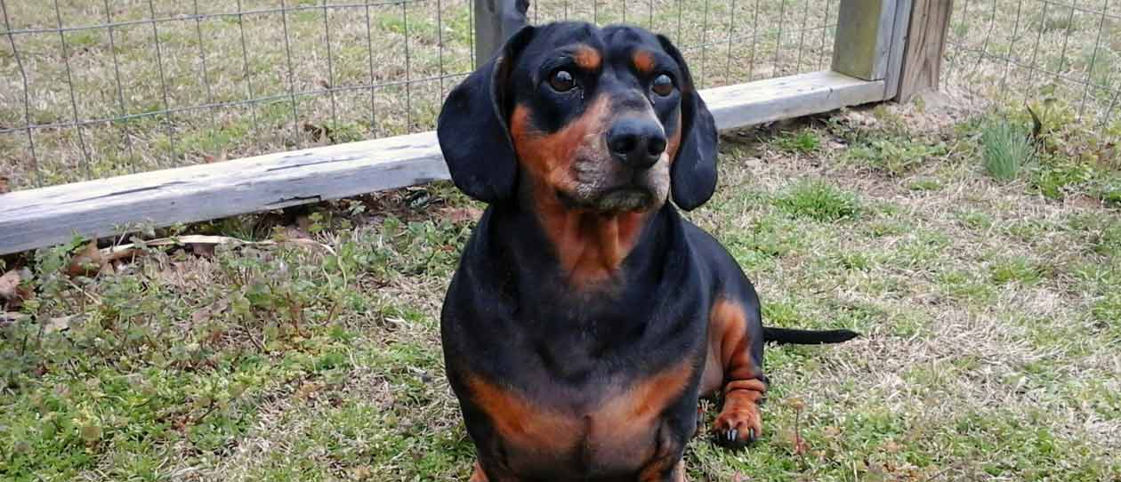 From puppy farm to family life - read Issie's rescue story