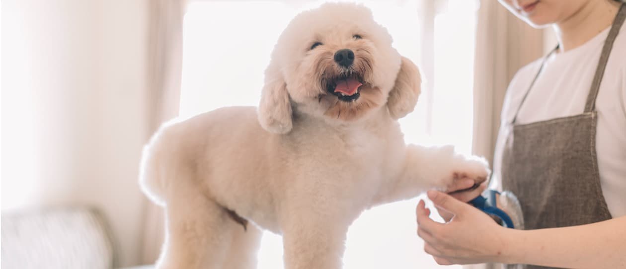 Grooming - 1260x542