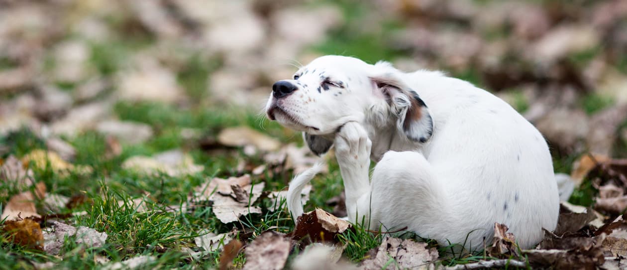help-my-dog-has-allergies-main-2
