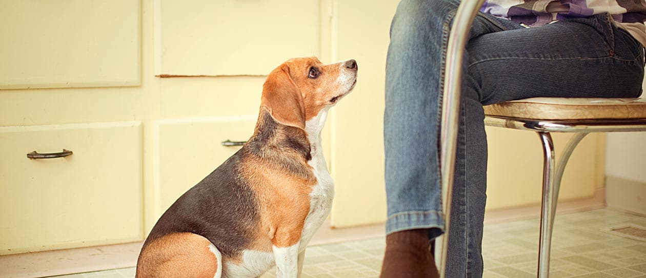 Beagle sitting down and looking up at owner sitting at the table asking for food