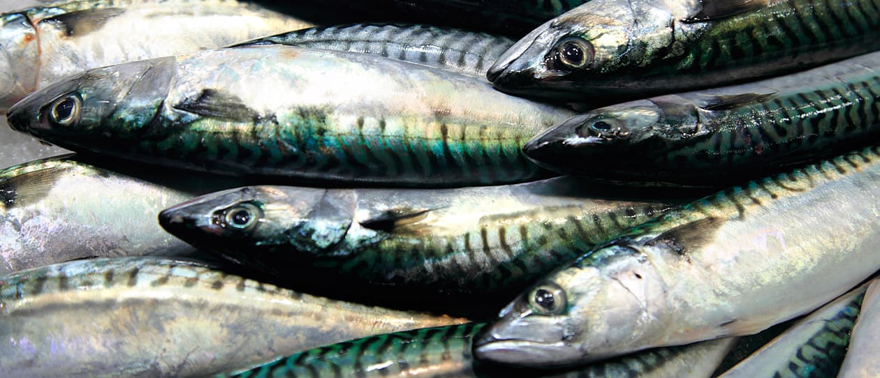 How fish oil keeps your dog healthy main