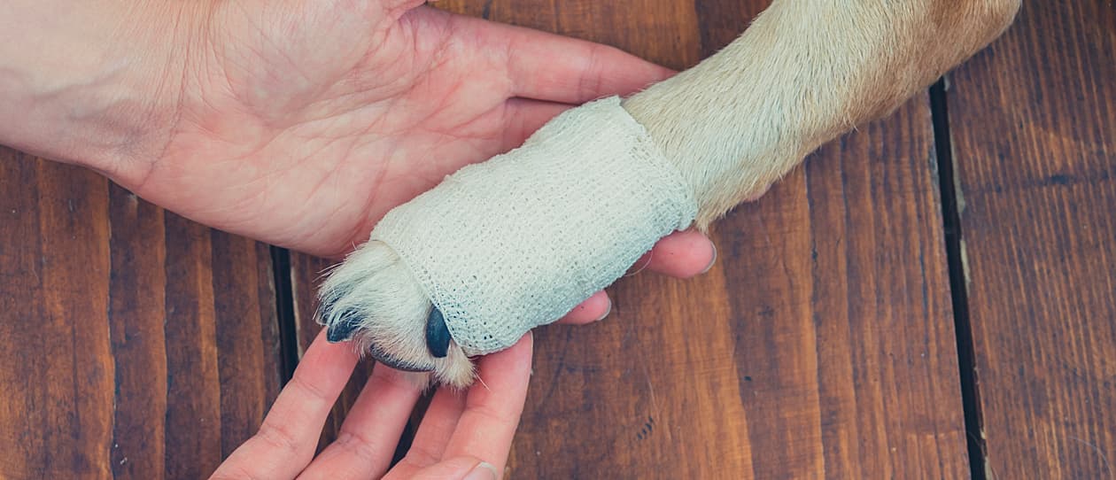 how-manuka-honey-helps-heal-your-pet-main