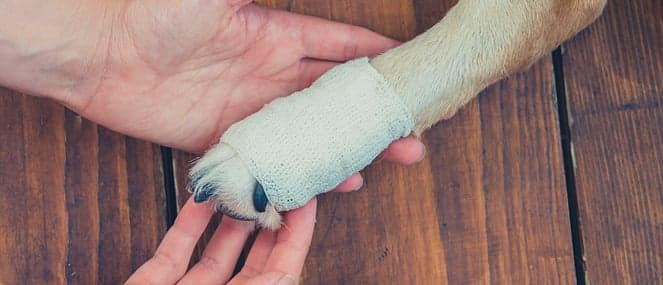 how-manuka-honey-helps-heal-your-pet-thumb