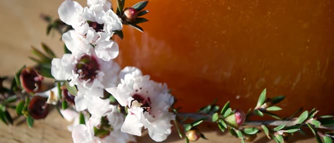 how-manuka-honey-helps-heal-your-pet2-thumb