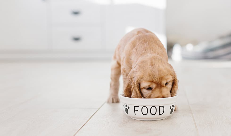 Cocker spaniel puppy eating from food bowl on kitchen floor