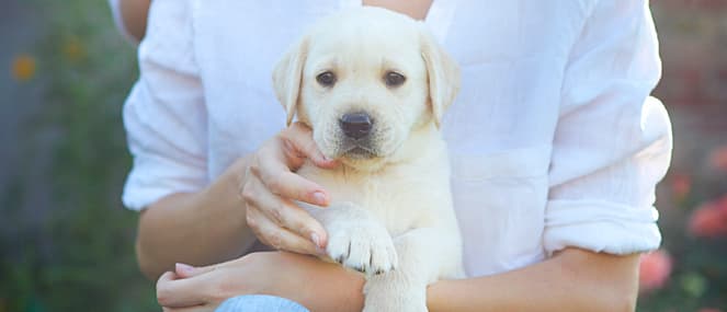How probiotics can help your pet