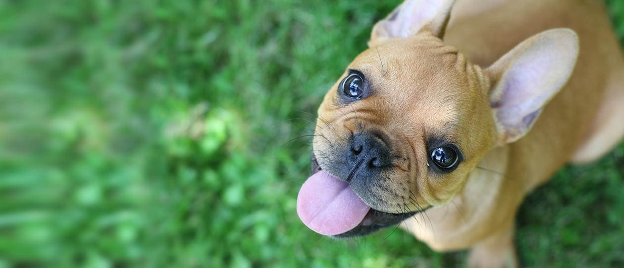 Caring for your dog's ears - INFOGRAPHIC - PAW by Blackmores